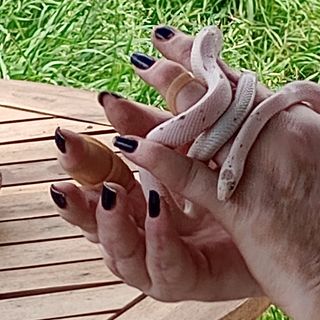 Corn Snake on Hands